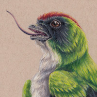 Brevirostruavis macrohyoideus
