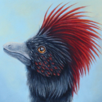 Anchiornis