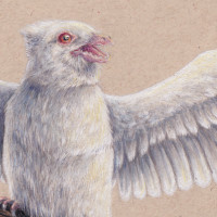 Protopteryx