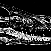velociraptor skull