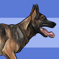 belgian malinois