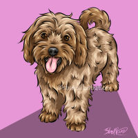 cavapoo