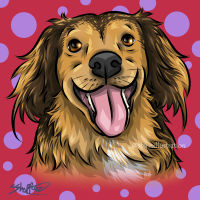 Dachshund