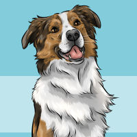 English shepherd dog