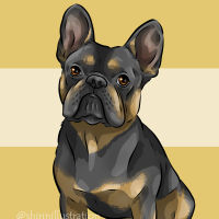French bulldog
