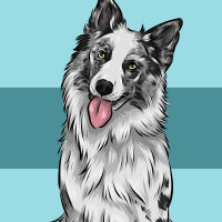 merle collie