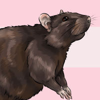 rat