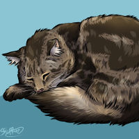 Maine Coon