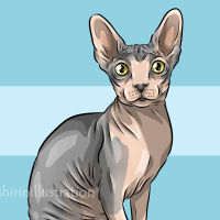 sphynx cat