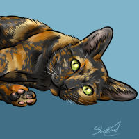 tortoiseshell cat