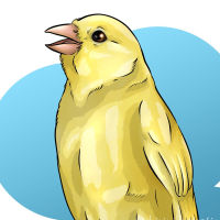 canary