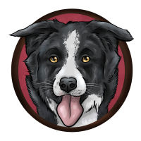 border collie