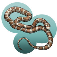 corn snake