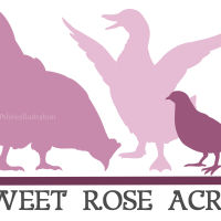 bird logo