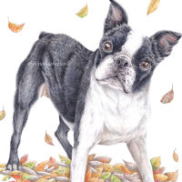 boston terrier