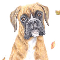 boxer dog