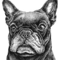 Bulldog