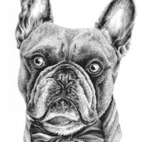 French Bulldog