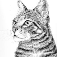 tabby cat