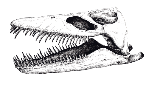 Plesiosaur Skull