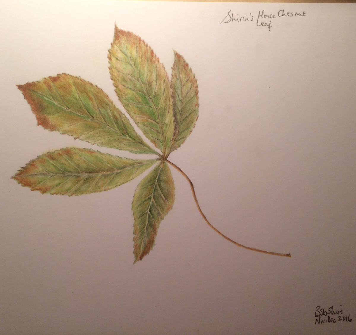 leaf
