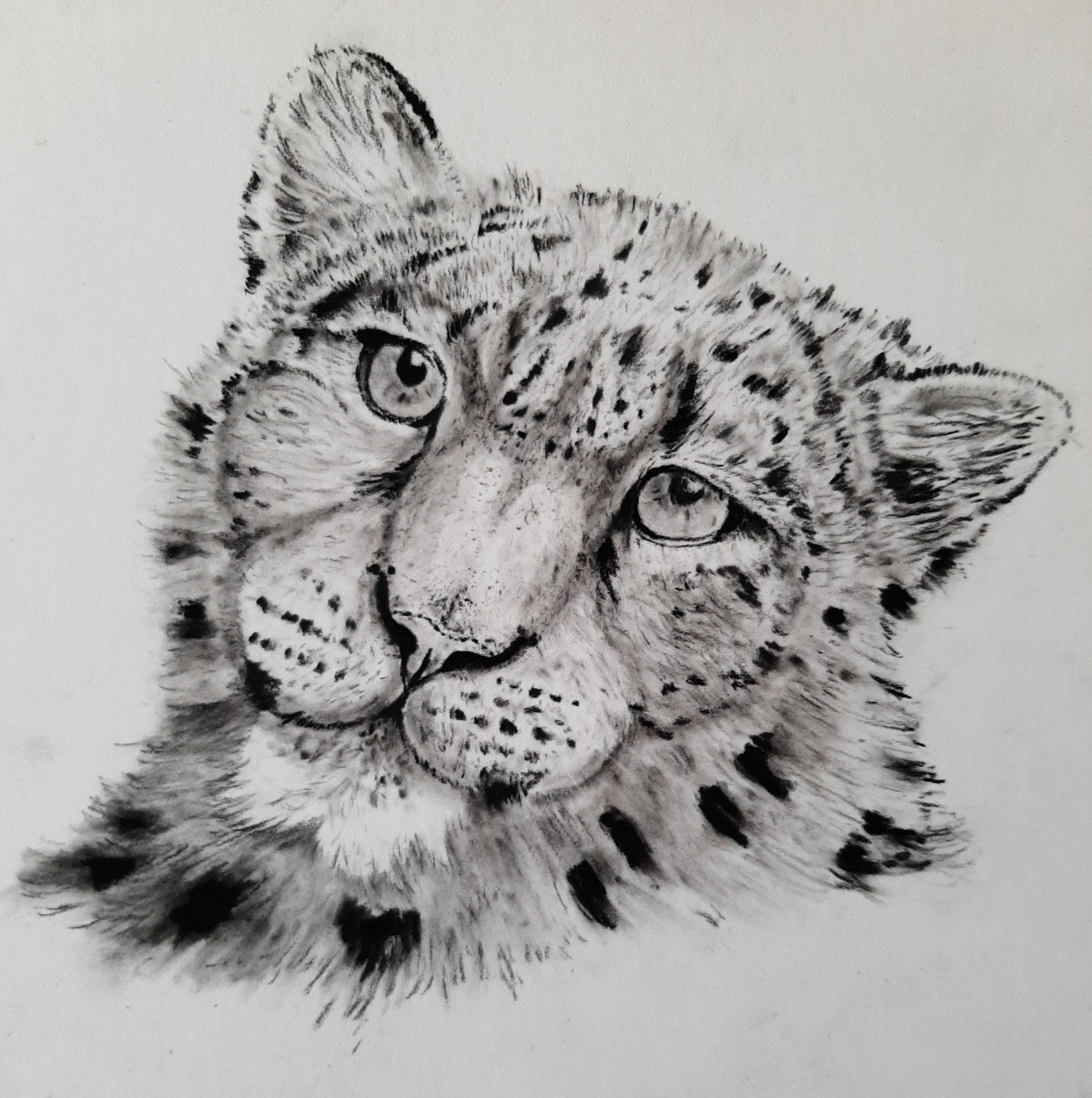 snow leopard