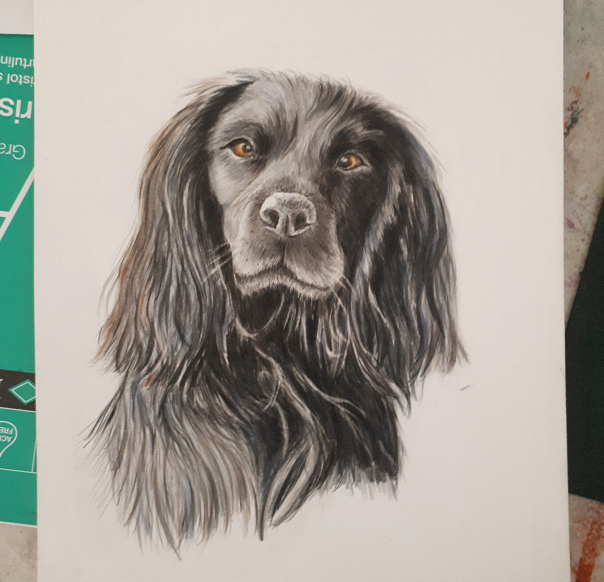 dog portrait