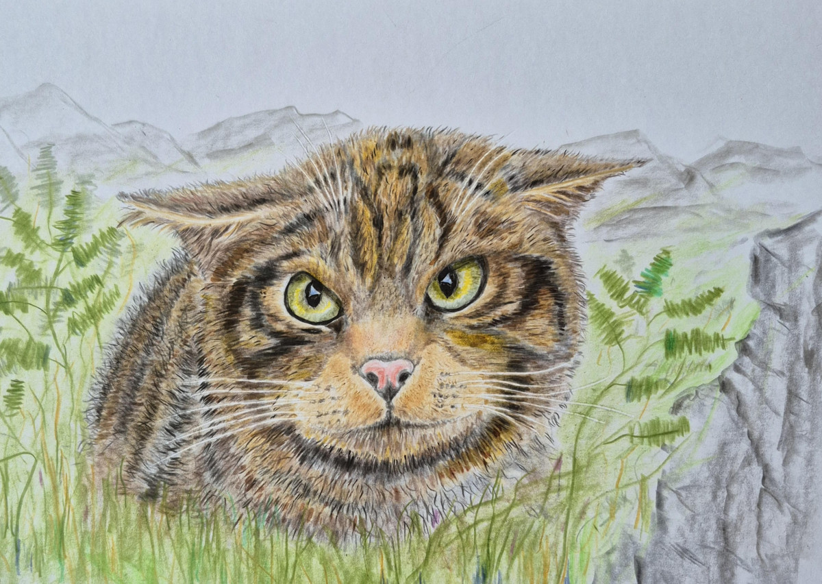 scottish wildcat