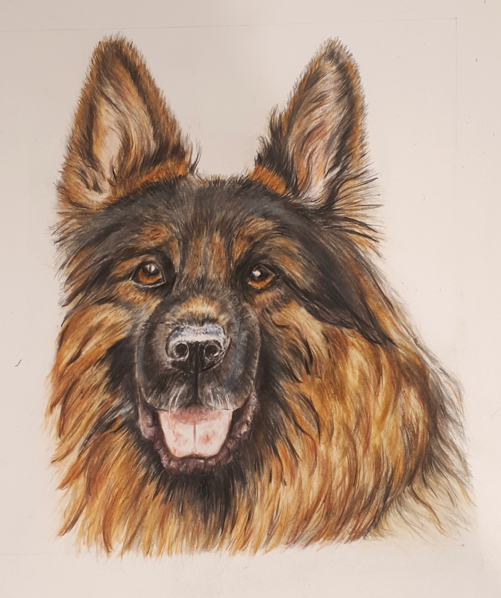 dog portrait