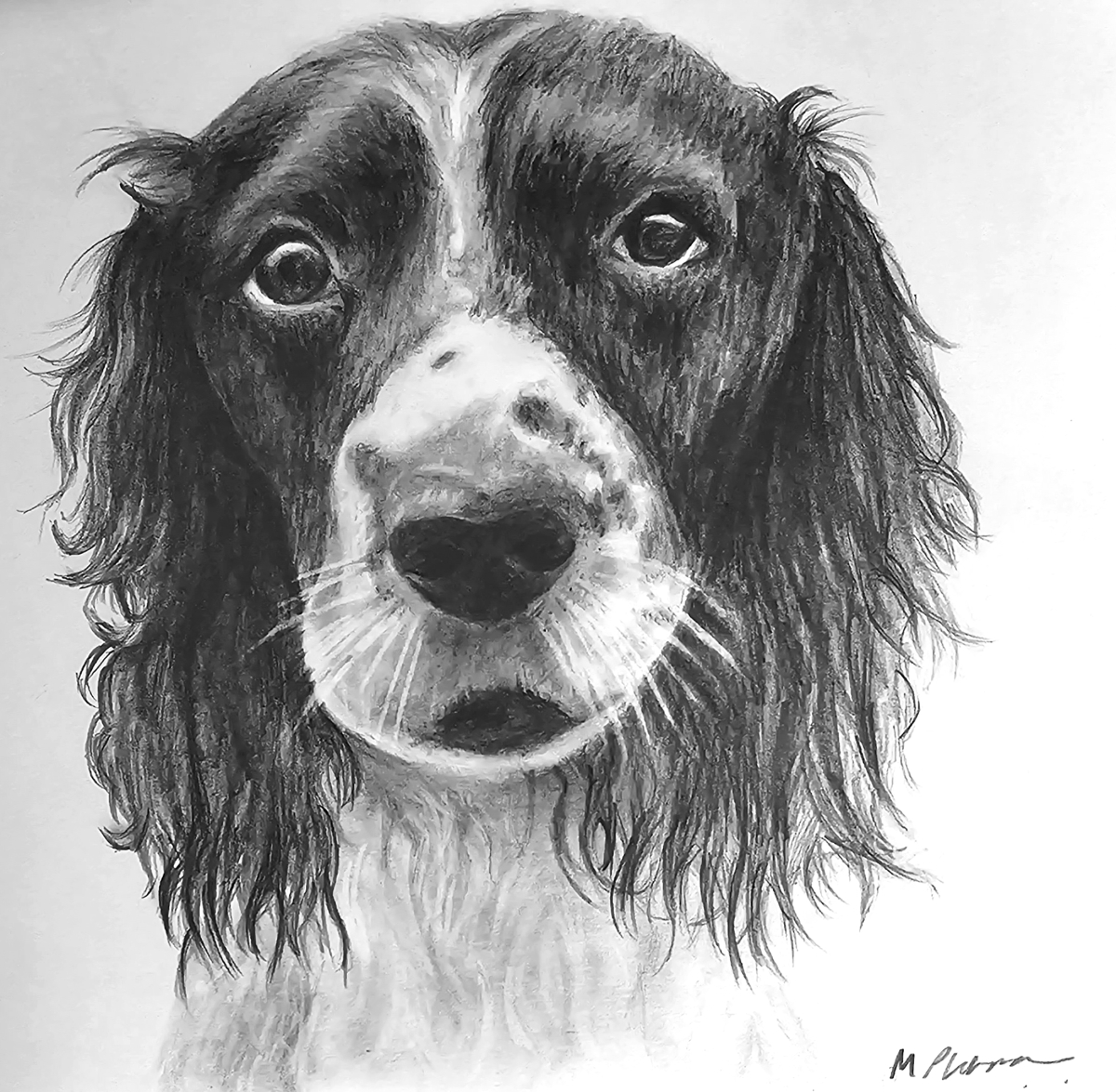 dog portrait