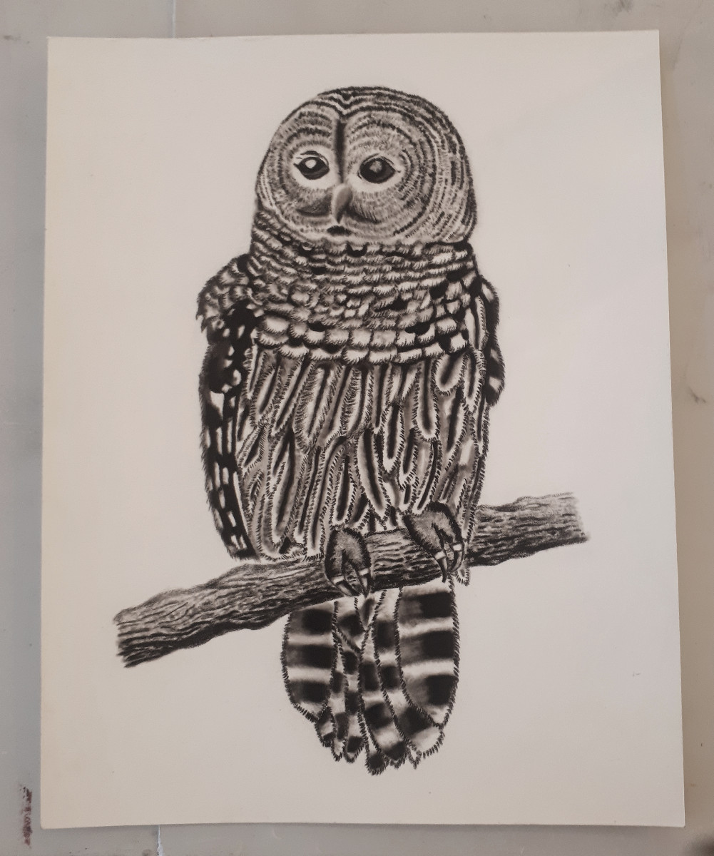owl
