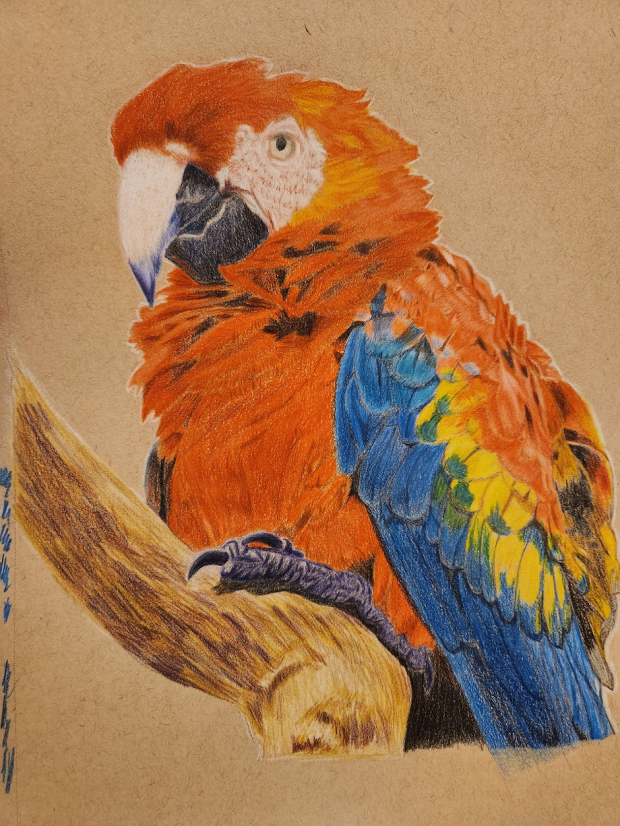 parrot