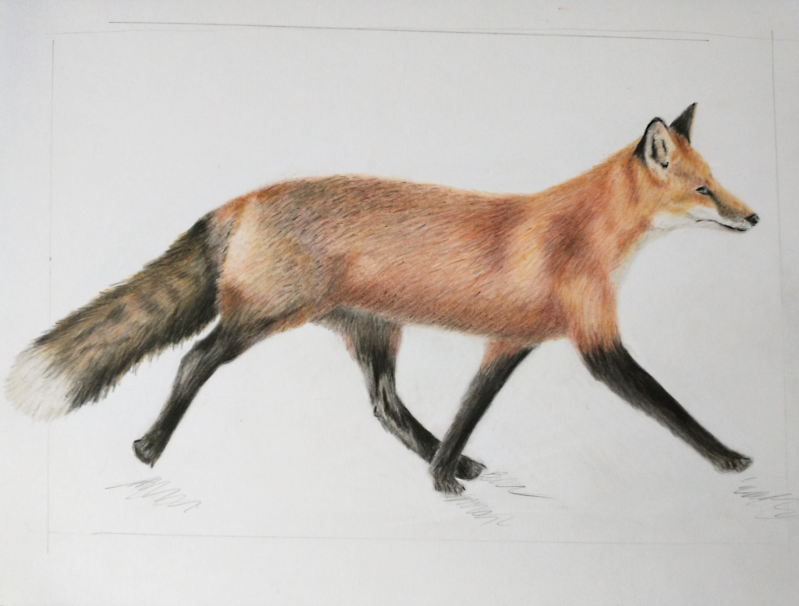 fox