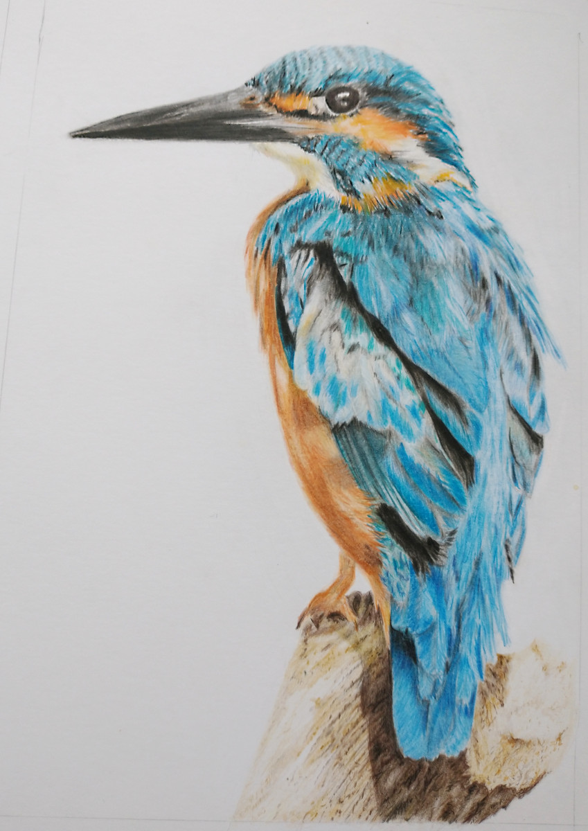 kingfisher