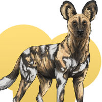 african wild dog