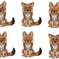 dhole